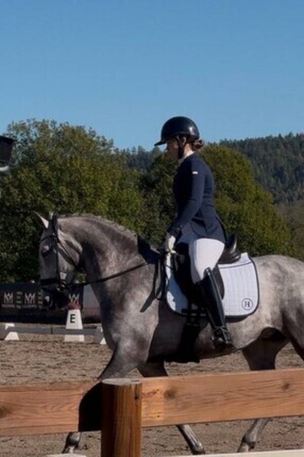 Annet - Lusitano hest