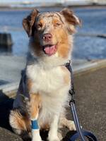 Australian Shepherd Allie