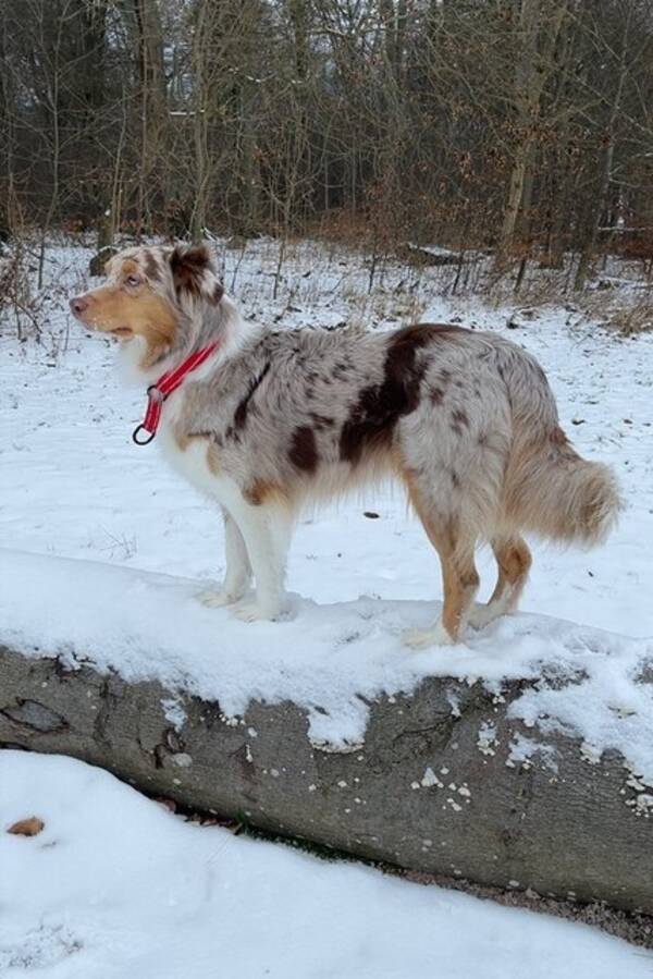 Hund - Australian Shepherd Allie