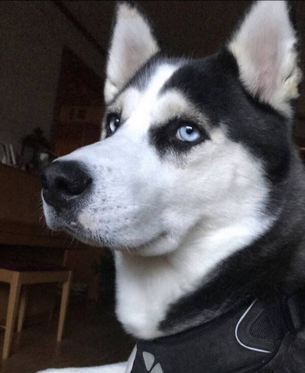 Hund