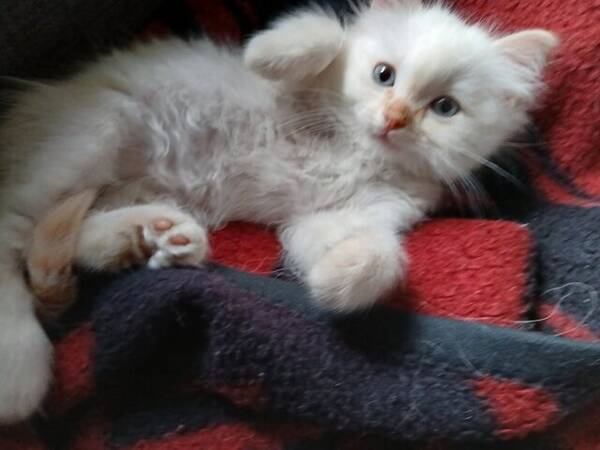 Övrigt - Kissen och Roy