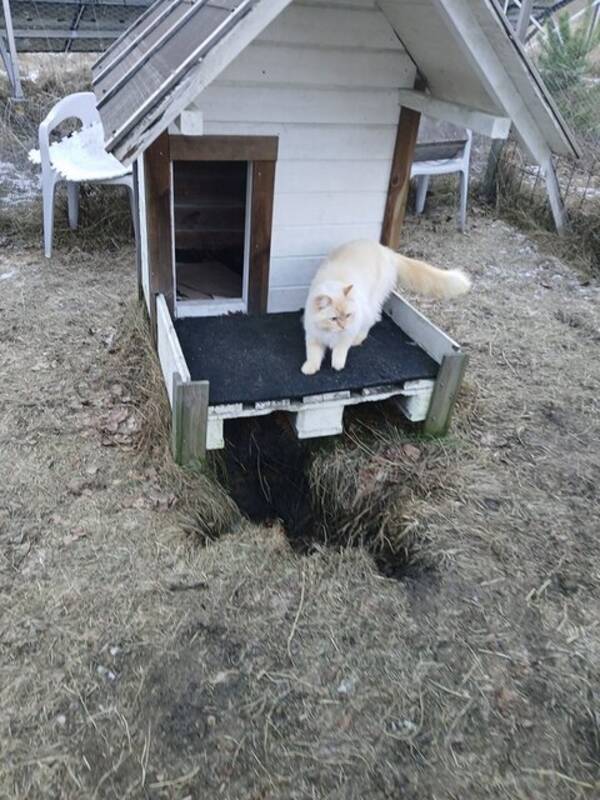 Övrigt - Kissen och Roy