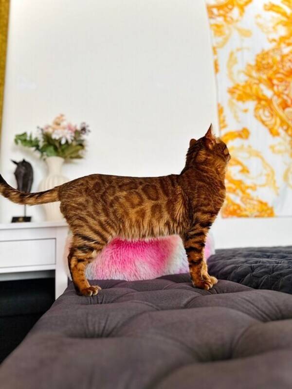 Katt - Carl Adolf Von Essen 