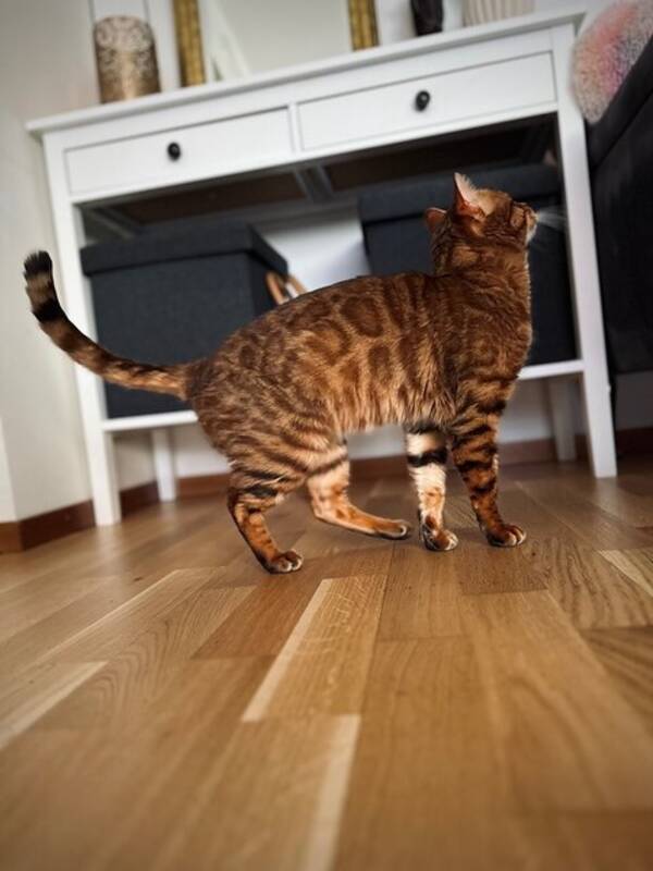 Katt - Carl Adolf Von Essen 