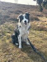 Australien shephard / border collie 