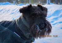 Dvärgschnauzern Leia