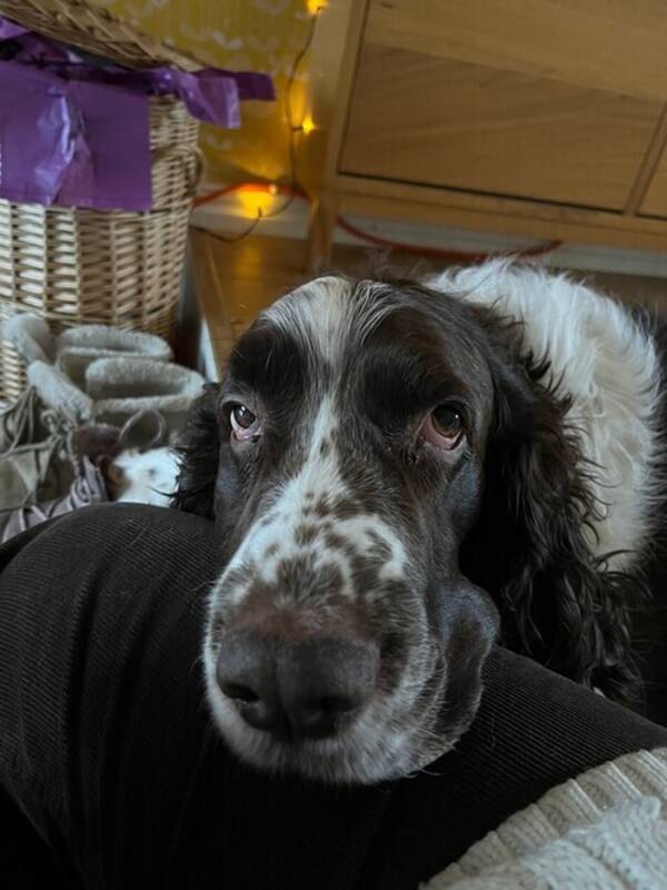 Hund - Engelsk Springer Spaniel