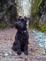 Dvärgschnauzern Leia