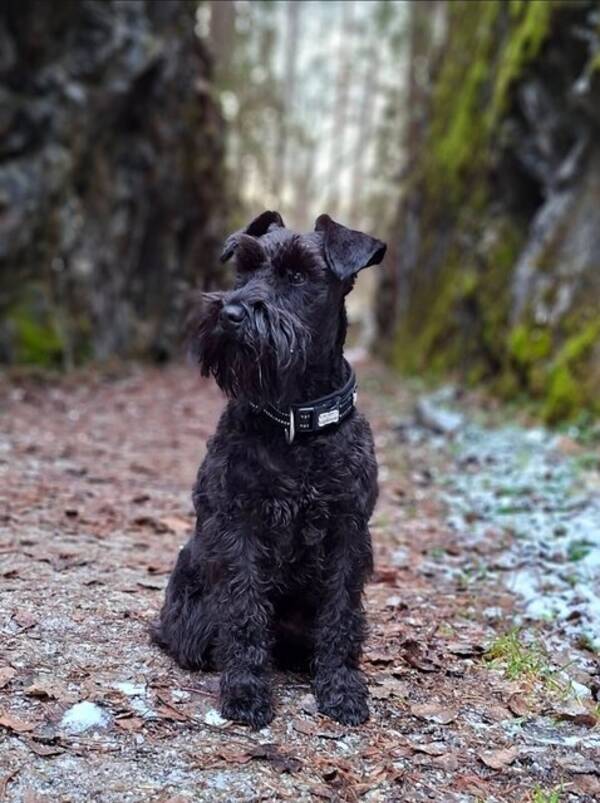 Hund - Dvärgschnauzern Leia