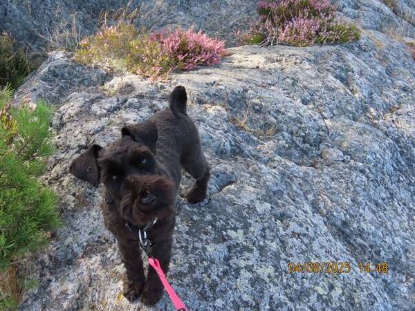 Hund - Dvärgschnauzern Leia
