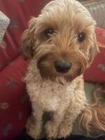 Cavapoo Livia