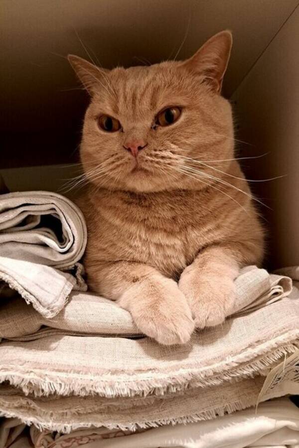 Katt - Alan theroyalcat 