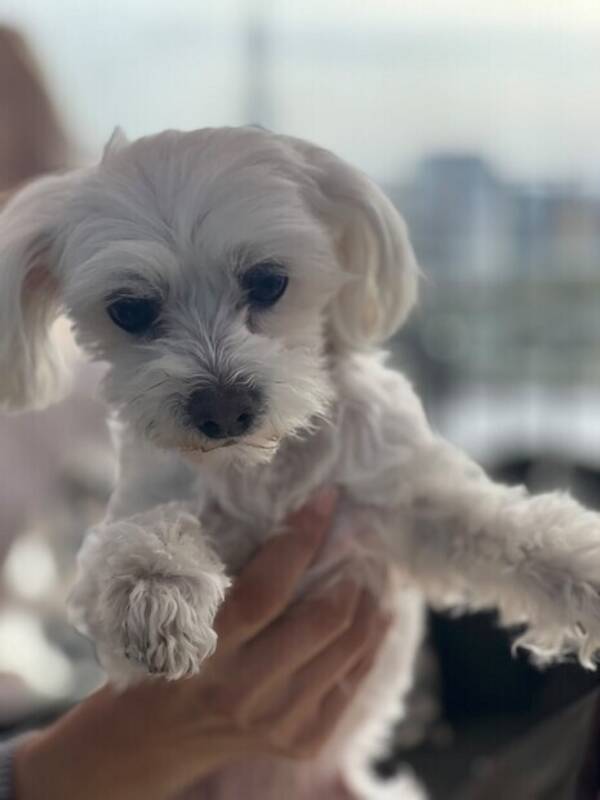 Hund - Maltesen Nilo