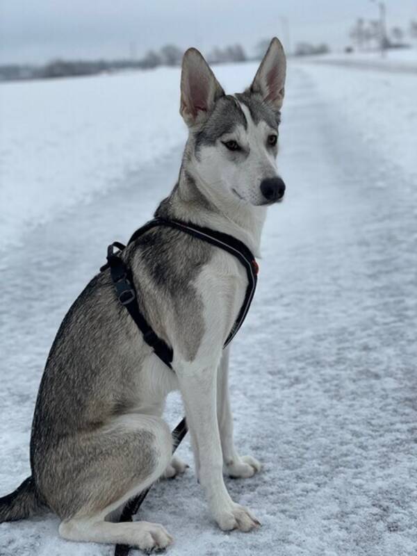 Hund - Husky