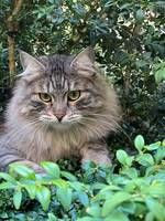 Sibiriska äventyraren Louis