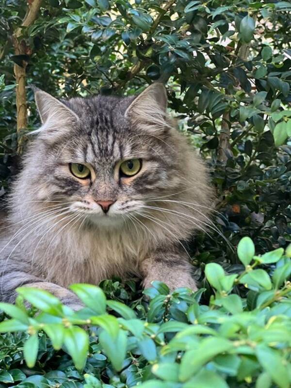 Katt - Sibiriska äventyraren Louis 