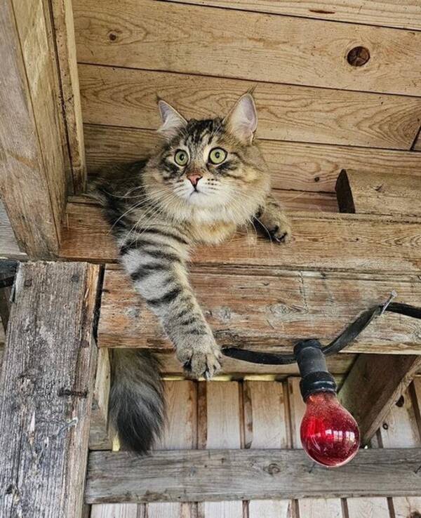 Katt - Sibiriska äventyraren Louis 