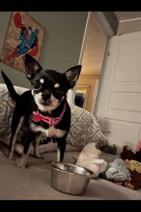 Hund - chihuahua Elli