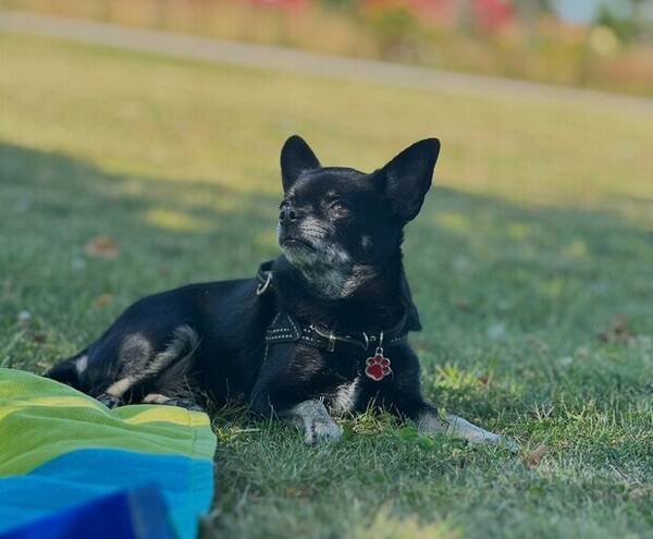 Hund - Chihuahua Vita