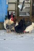 Høner og en hane
