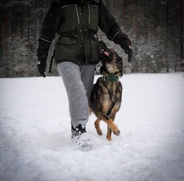 Hund - Schäfertiken Sarina