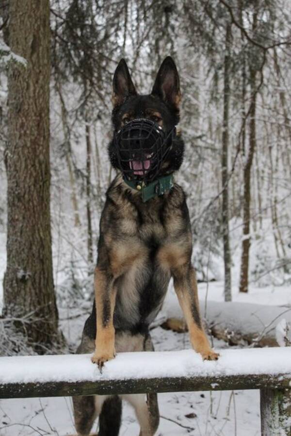 Hund - Schäfertiken Sarina