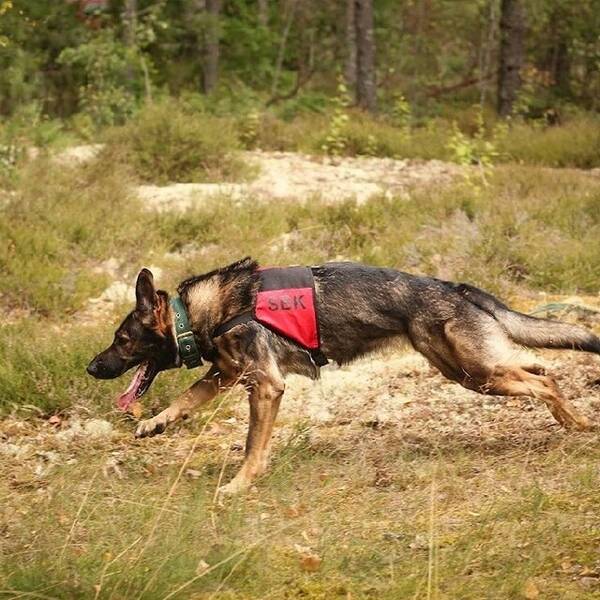 Hund - Schäfertiken Sarina