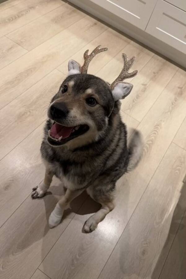 Hund - Jämthund - Nero 