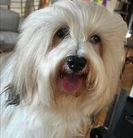 Tamarillo Bichon Havanaise 3,5 år hane