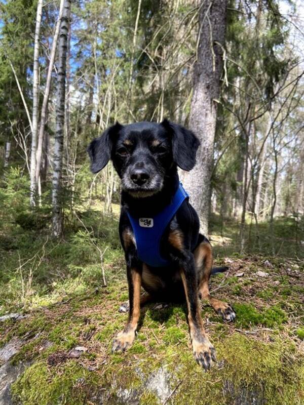 Hund - Blandras Dumle