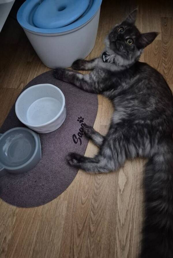 Katt - Kattunge født 1.oktober 2025. 