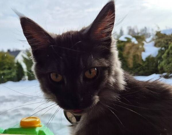 Katt - Kattunge født 1.oktober 2025. 