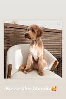 Bosse Cobberdog världens snällaste hund