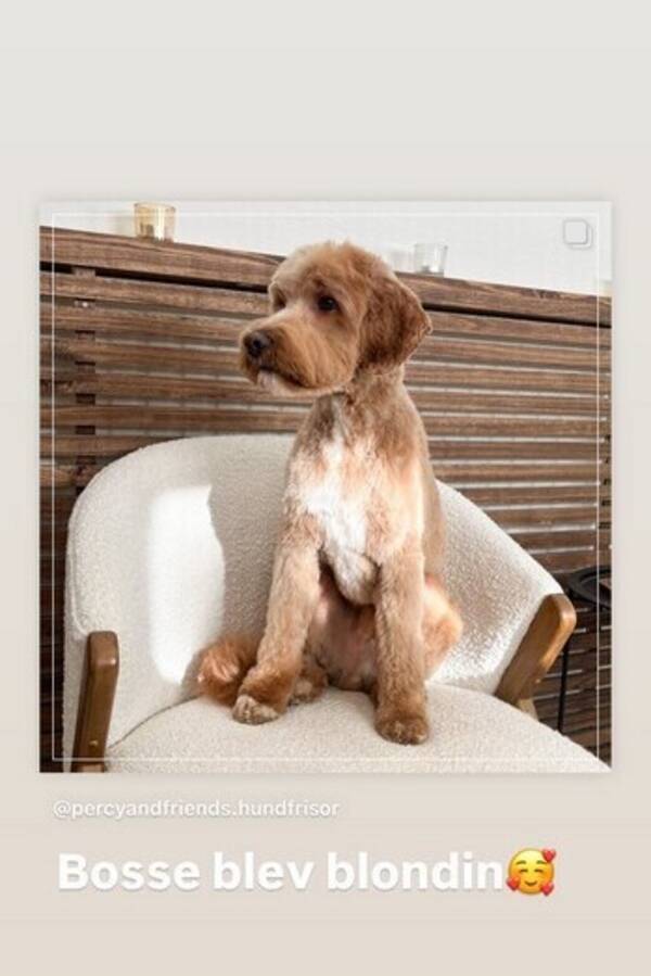 Hund - Bosse Cobberdog världens snällaste hund