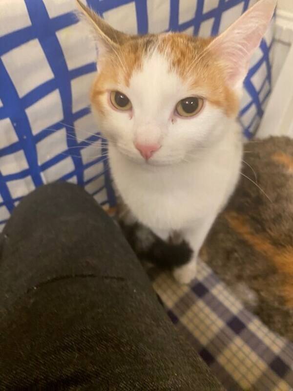 Katt - Laura 6 månader