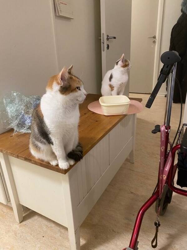 Katt - Laura 6 månader