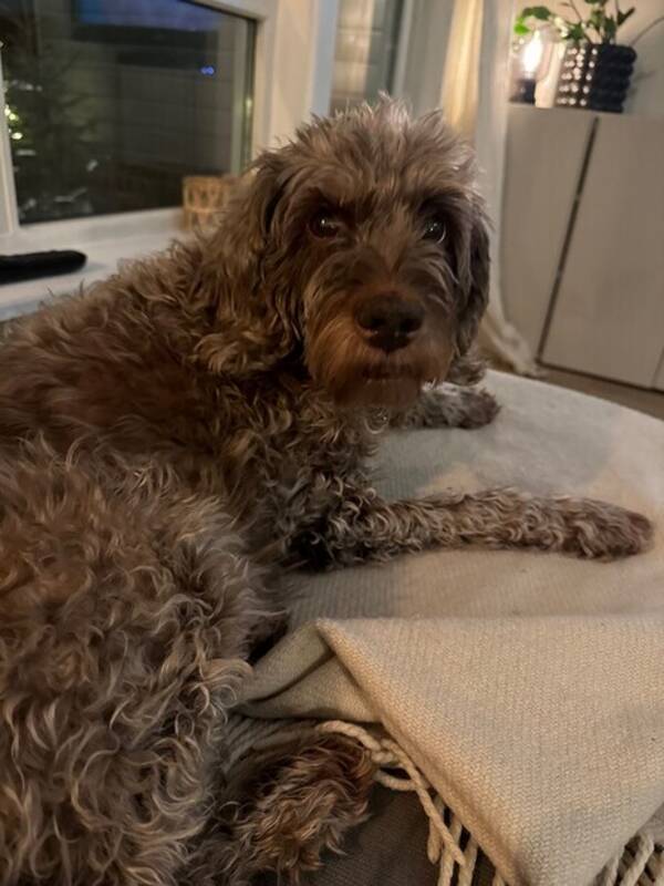 Hund - Australien cobberdog