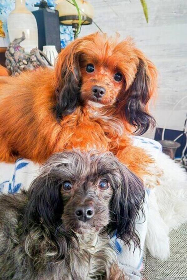 Hund - Papipoo Kimmie & Tezzie