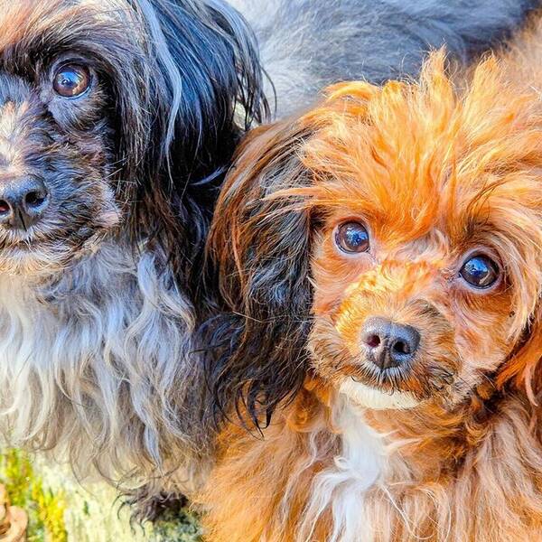 Hund - Papipoo Kimmie & Tezzie