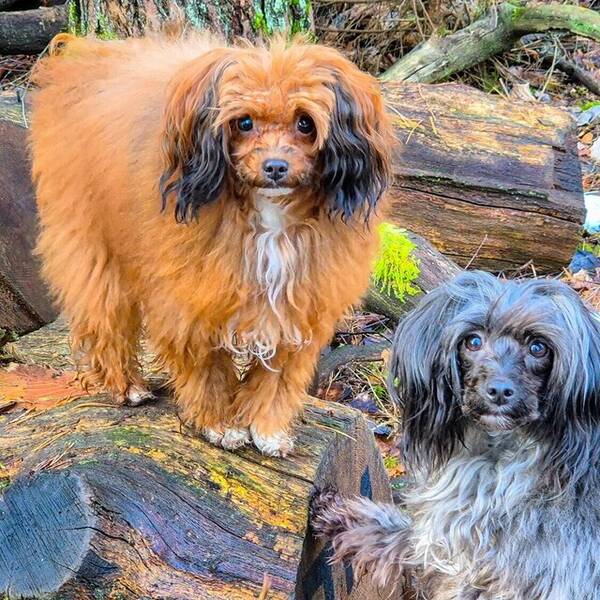 Hund - Papipoo Kimmie & Tezzie