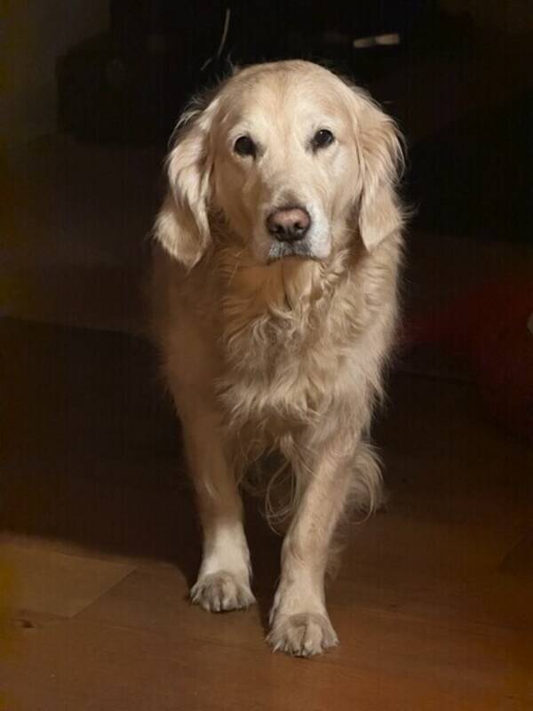 Hund - Golden Retriver Ella 6 år