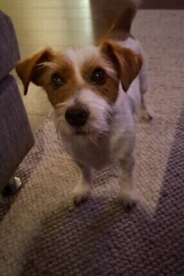 Hund - Jack russel - Mario