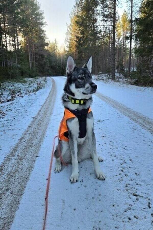 Hund - Jämthunden Bolt