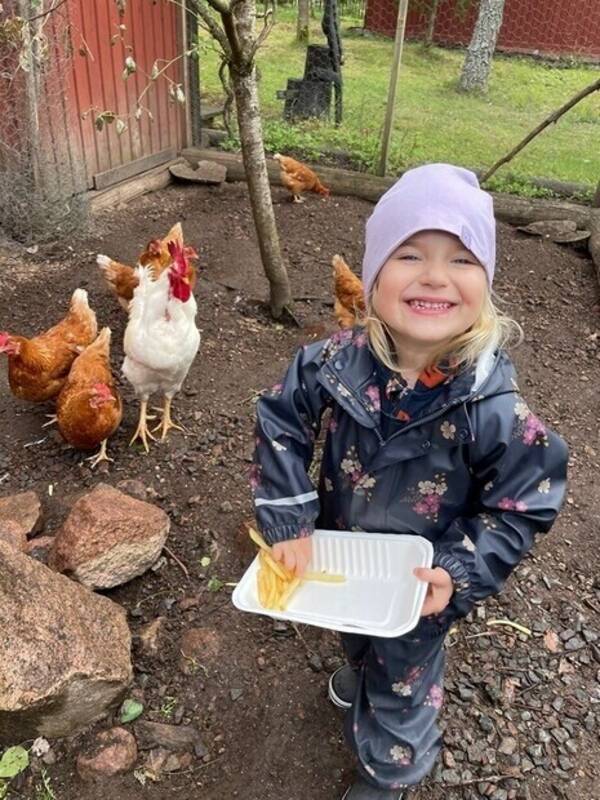 Övrigt - Barnbarn som matar Stefan(tupp) ? hönsen