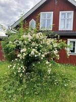 Hyddan, ateljé vintertid