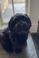 Bichon Havanais Bichon Havanais