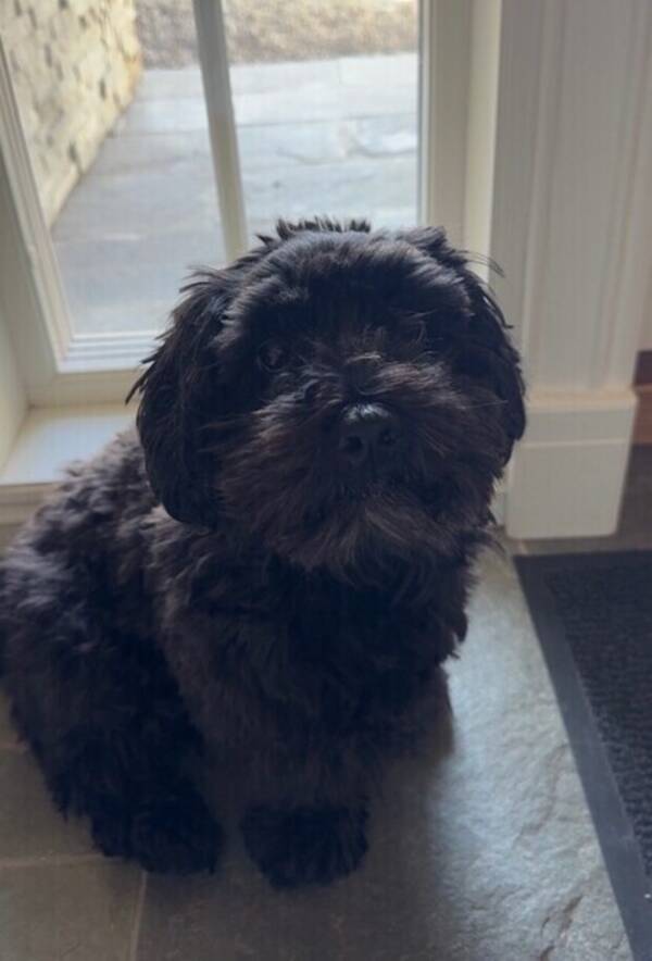 Hund - Bichon Havanais