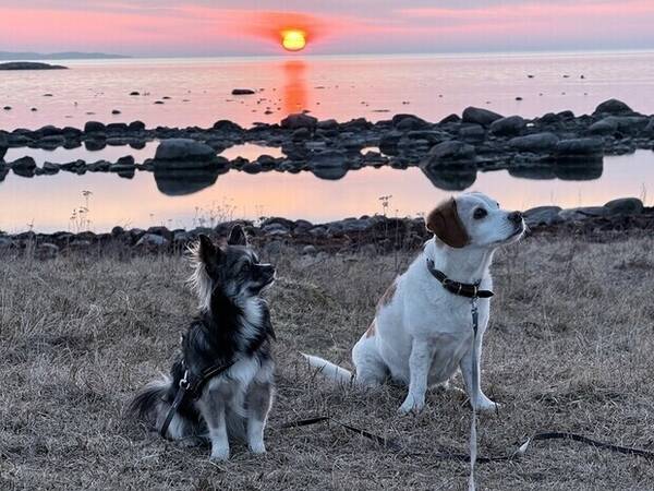 Hund - Pomchillon Rambo, welshspringerspaniel m