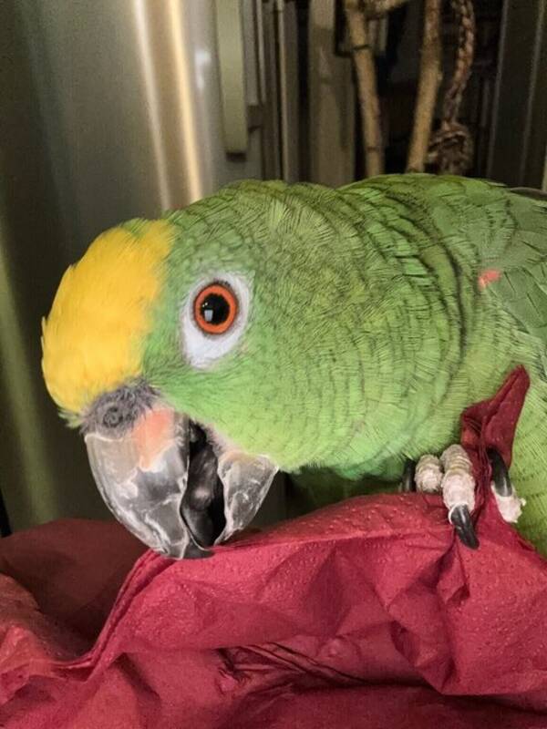 Övrigt - Papegoja 