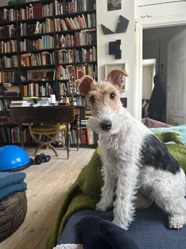 Hund - Strävhårig Foxterrier  